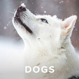 Orvis Flat Creek Tech Flannel Shirt in Blue Lagoon - New!