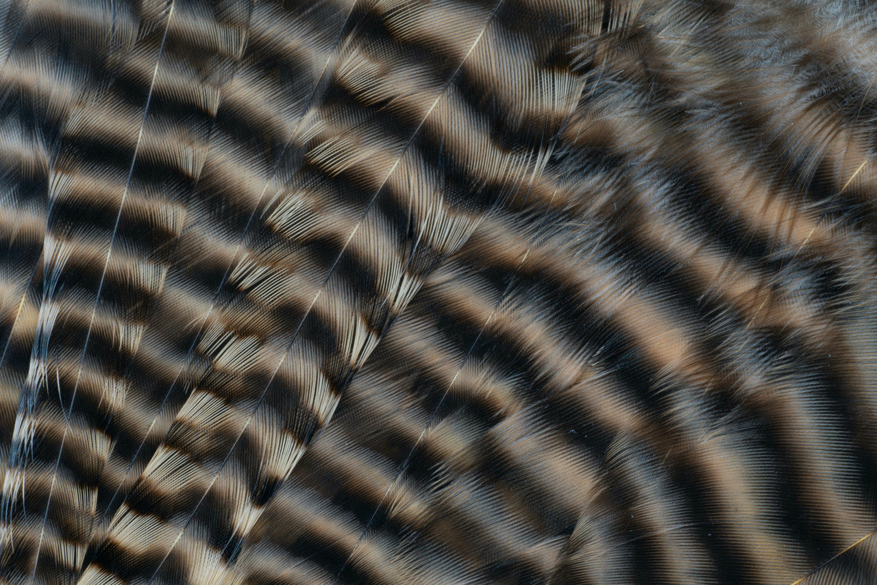 Metz Hackle Predator Pack