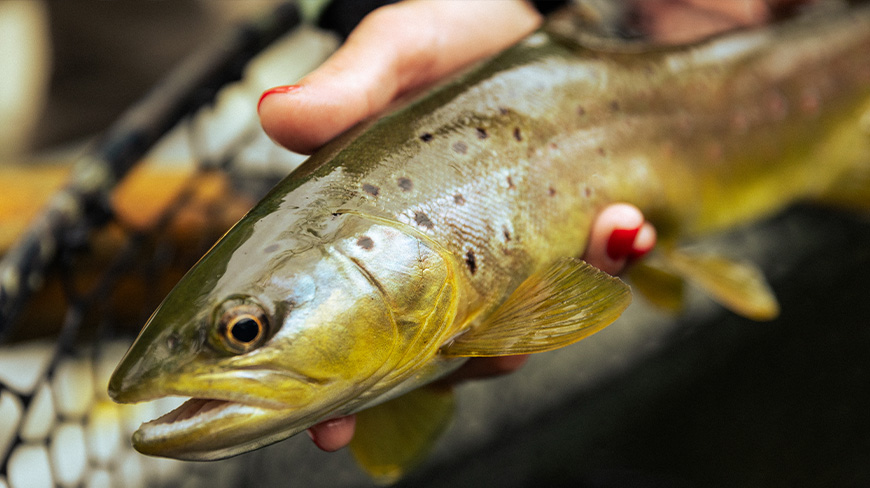 TFO Solution Fly Rods - New!