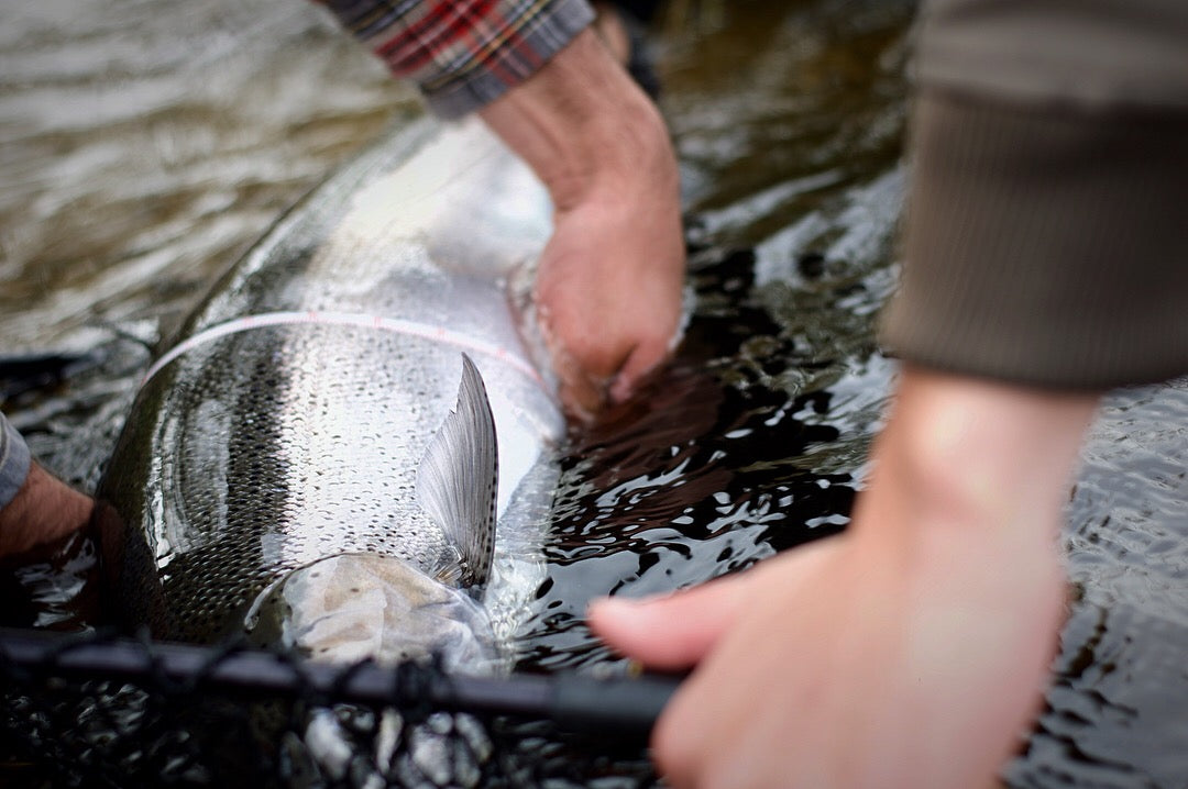Salmon Steelhead Olive / White