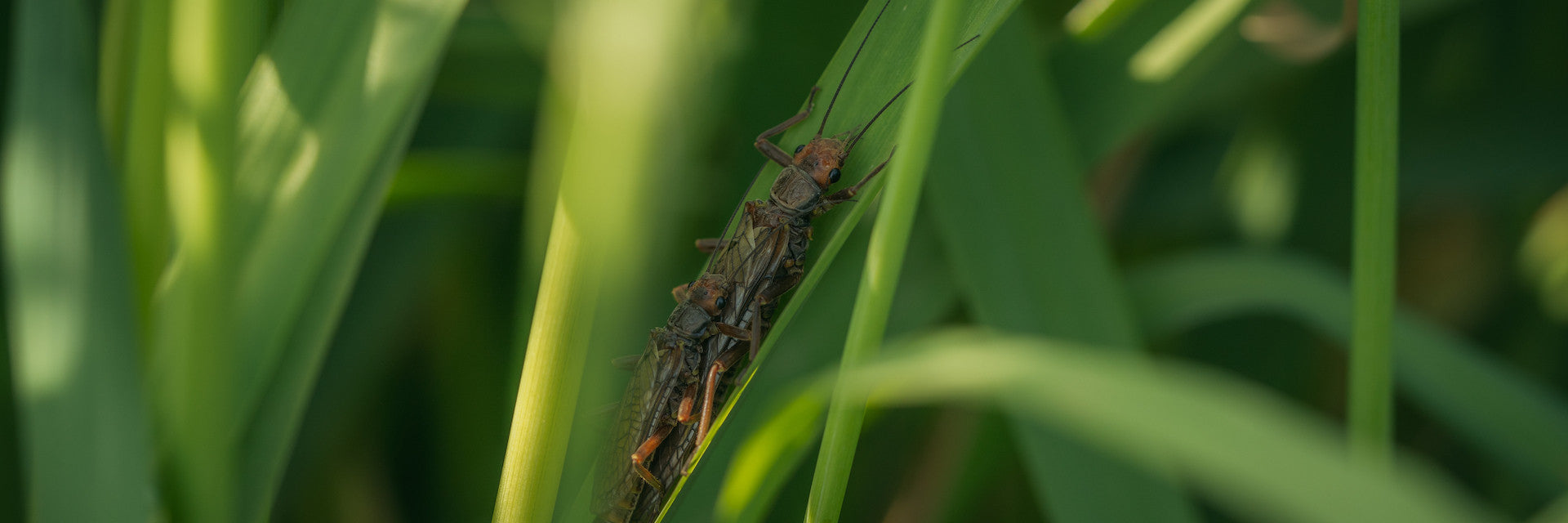 Umpqua Rock Steady Stone in Tan