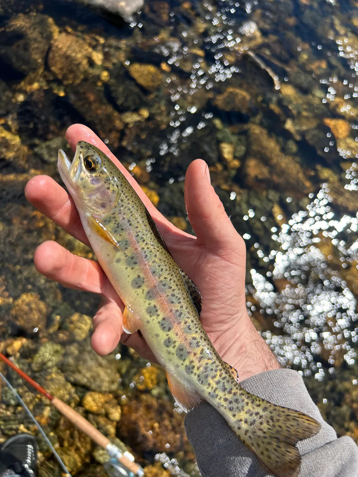 Cortland Finesse Trout II Fly Line - Trout Series