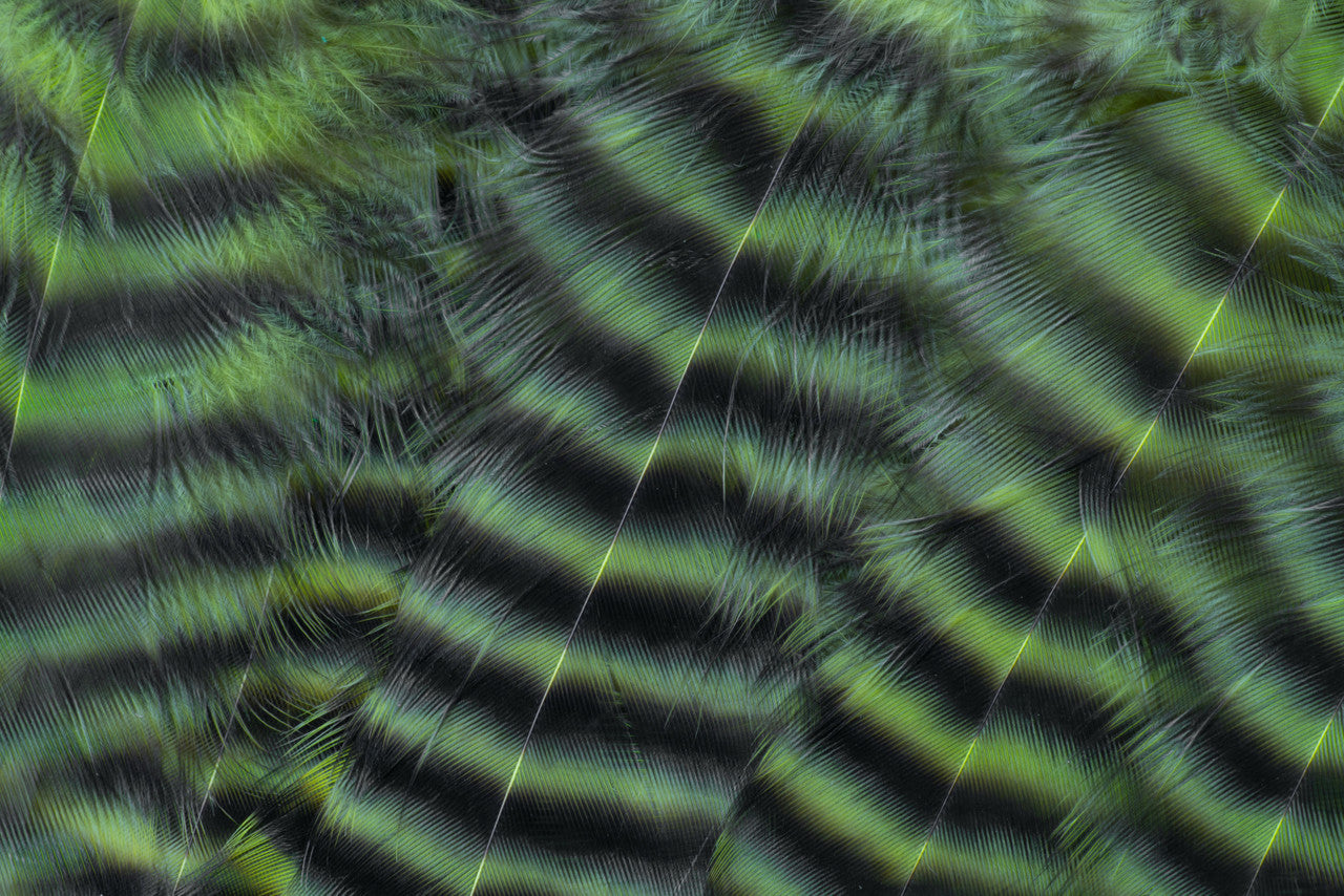 Metz Hackle Predator Pack