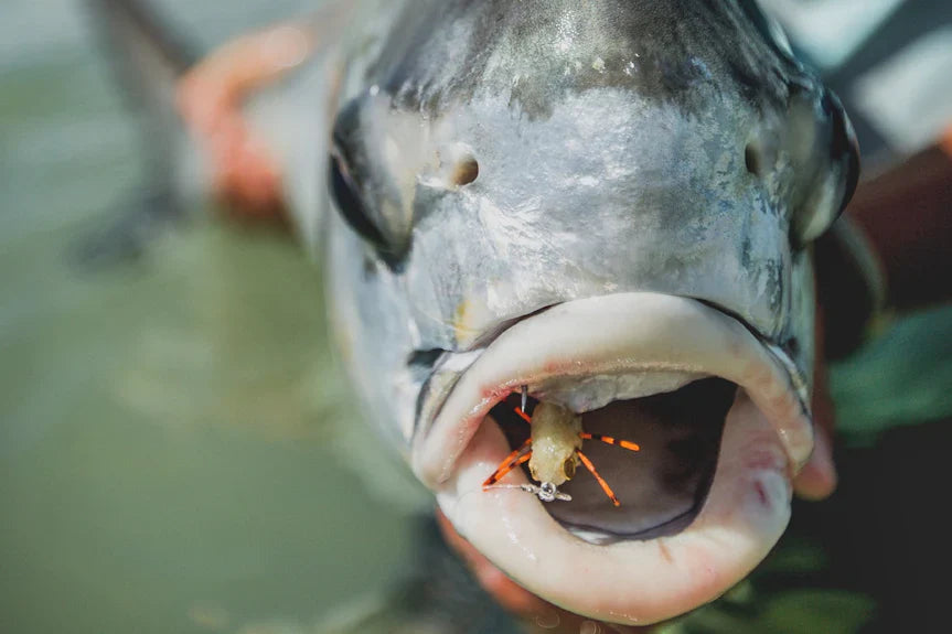 The Xflats - Mexico Fly Fishing Trips