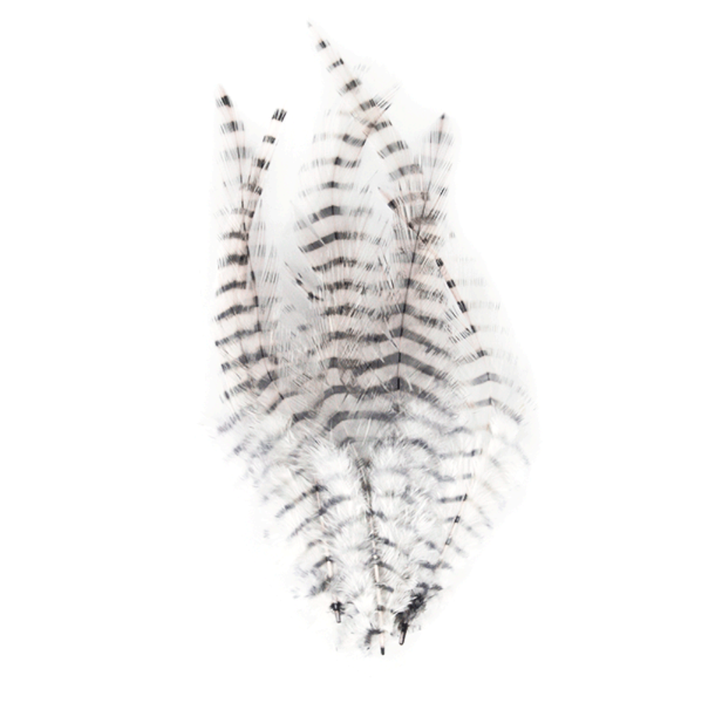 Barred Saddle Hackle