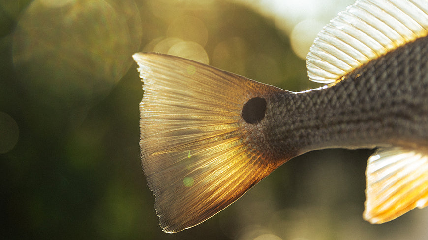 TFO Blue Bight Spinning Rods - NEW!