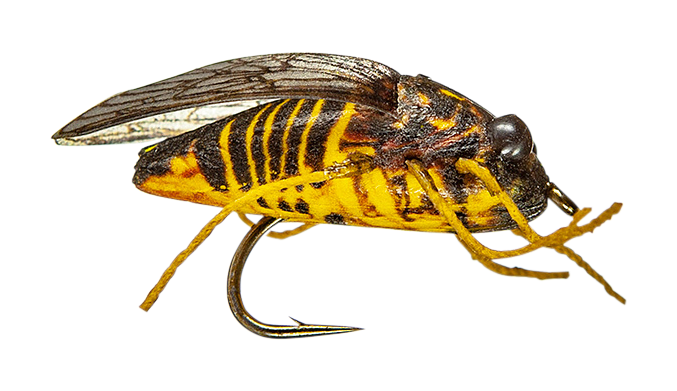 MFC True Cicada