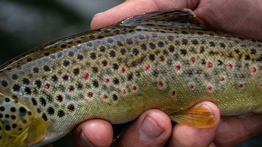 TFO Dispatch Kit Fly Rod Combo Outfit - New!