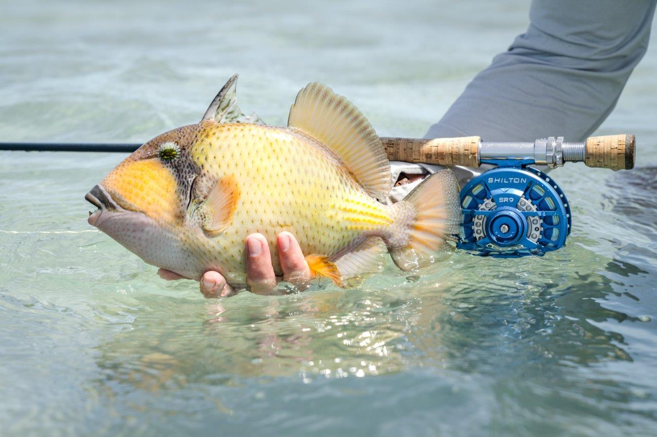 Shilton SR9 Reel Special Edition Red White & Blue